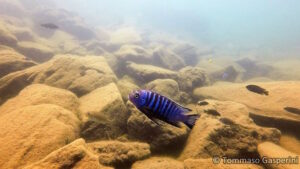 Metriaclima flavifemina 'Nakantenga Island' Galerie Metriaclima flavifemina
